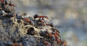 fire ants on top of a mound